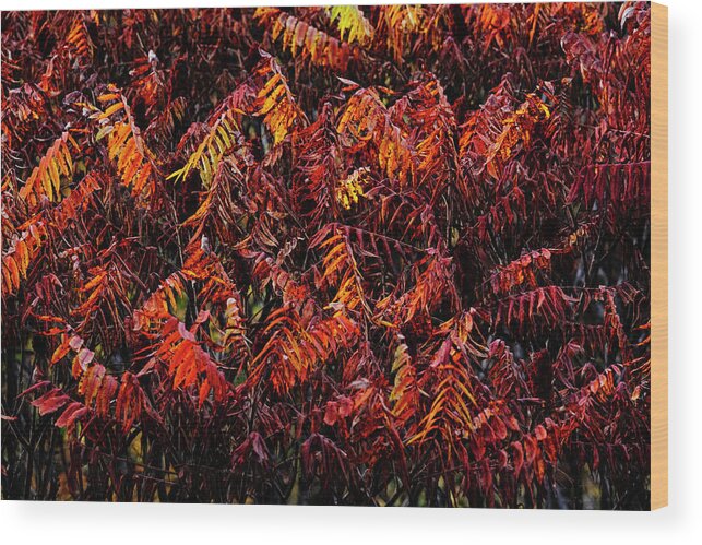 Sumac Wood Print featuring the photograph Fiery Sumac by Laura Tucker