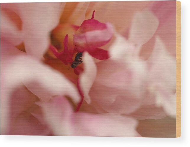 Peony Wood Print featuring the photograph Finishing touches by Laurie Lago Rispoli