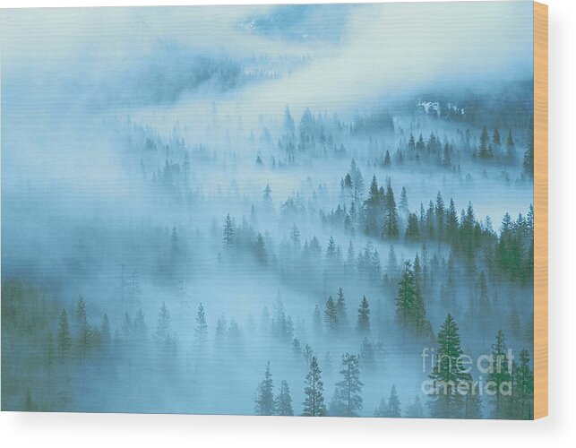 Dave Welling Wood Print featuring the photograph Fir Trees Fog Yosemite National Park by Dave Welling
