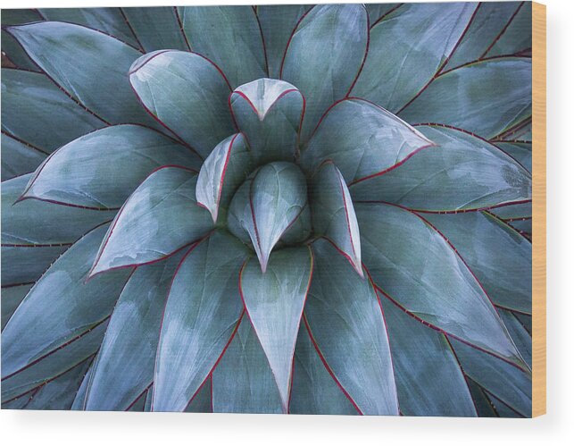 Agave Wood Print featuring the photograph Fire and Ice by Gary Geddes
