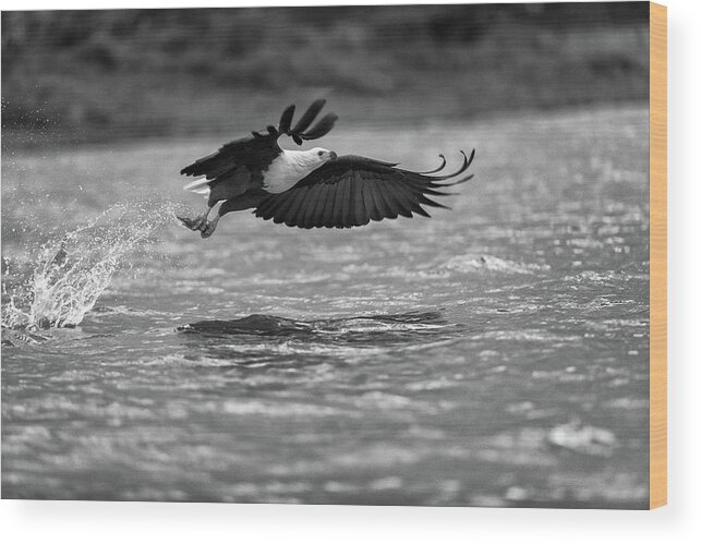 Africa Wood Print featuring the photograph Fish eagle in flight - monochrome by Murray Rudd