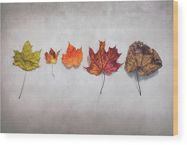 Autumn Wood Print featuring the photograph Five Autumn Leaves by Scott Norris