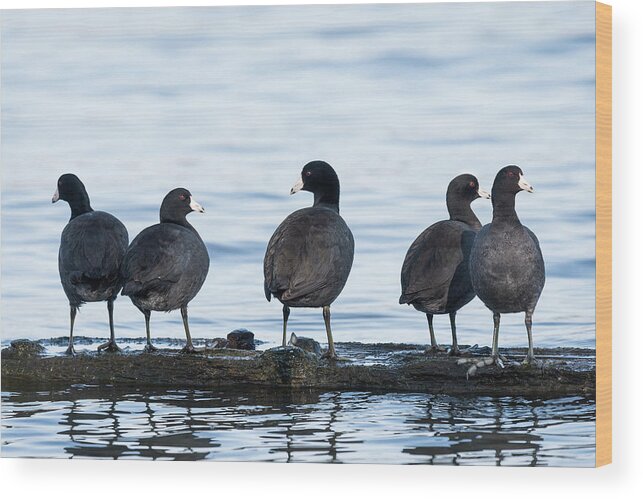 American Coots Wood Print featuring the photograph Five Coots by Robert Potts