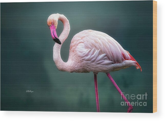 Birds Wood Print featuring the photograph Flamingo Artistry by DB Hayes