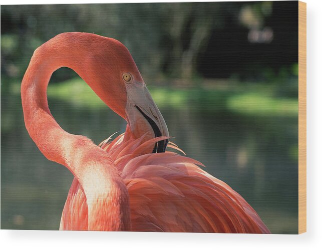 Flamingo Wood Print featuring the photograph Flamingo by Carolyn Hutchins