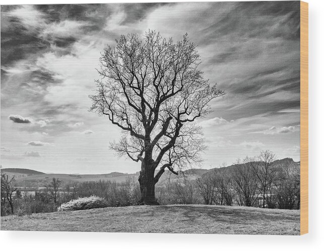Oak Wood Print featuring the photograph Flehmuellers Eiche in monochrome by Andreas Levi