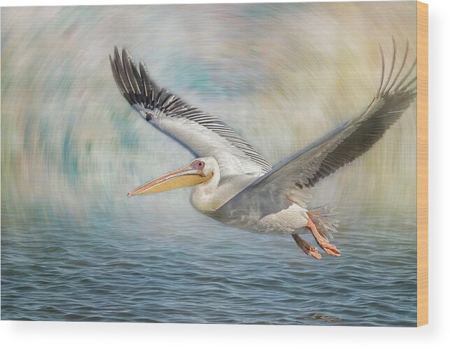 Great White Pelican Wood Print featuring the photograph Flight of a Great White Pelican by Belinda Greb