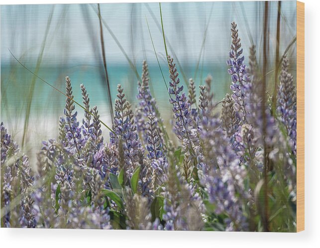 Flowers Wood Print featuring the photograph Florida Blue Lupine by Kurt Lischka