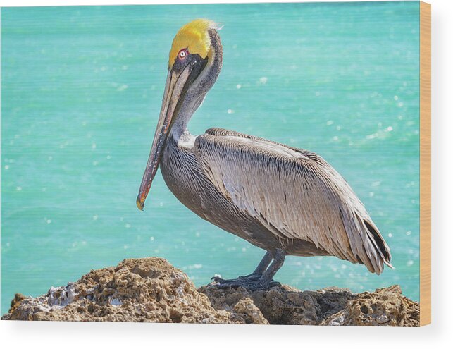 Florida Wood Print featuring the photograph Florida Brown Pelican by Darren White