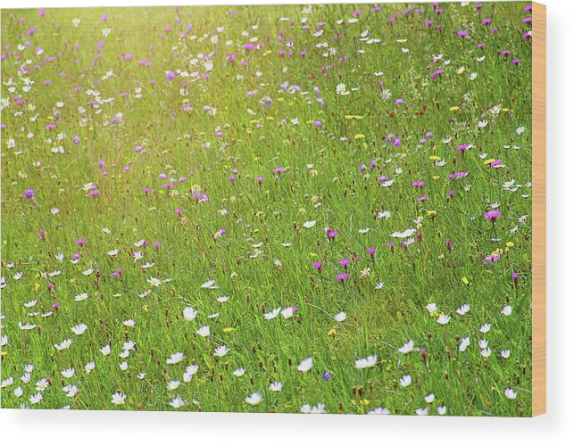 Idyllic Wood Print featuring the photograph Flower meadow in sunlight by Bernhard Schaffer