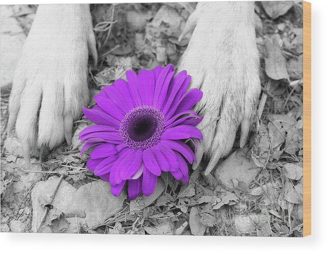 Dogs Wood Print featuring the photograph Flower PAWER-purple by Renee Spade Photography