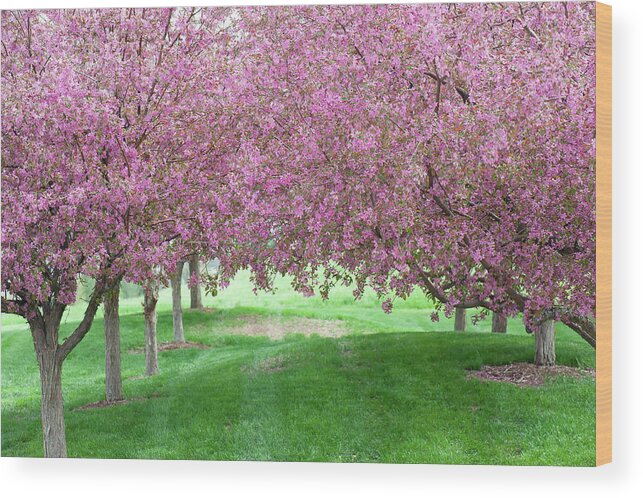 Spring Wood Print featuring the photograph Flowering Crab by Doug Wittrock