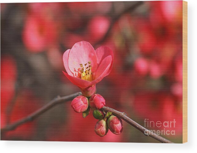 Flowering Quince Spring Wood Print featuring the photograph Flowering Quince Spring by Joy Watson