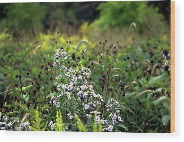 Flowers Wood Print featuring the photograph Flowers at the End of Summer by Christopher Reed