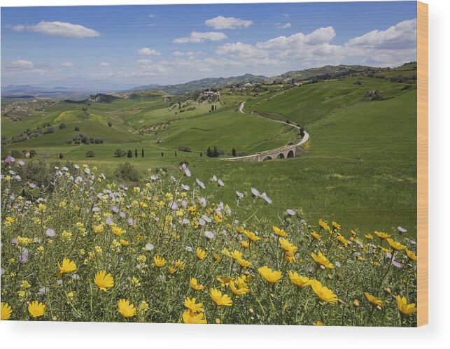 Scenics Wood Print featuring the photograph Flowers in rural landscape by Jeremy Woodhouse
