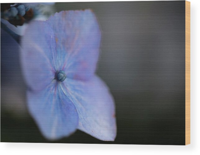Nyc Wood Print featuring the photograph Flowers of NYC - Blue Lacecap Hydrangea by Marlo Horne