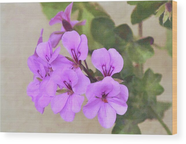 Geranium Wood Print featuring the digital art Flowers of SoCal - Pink Geranium Nostalgia by Gaby Ethington