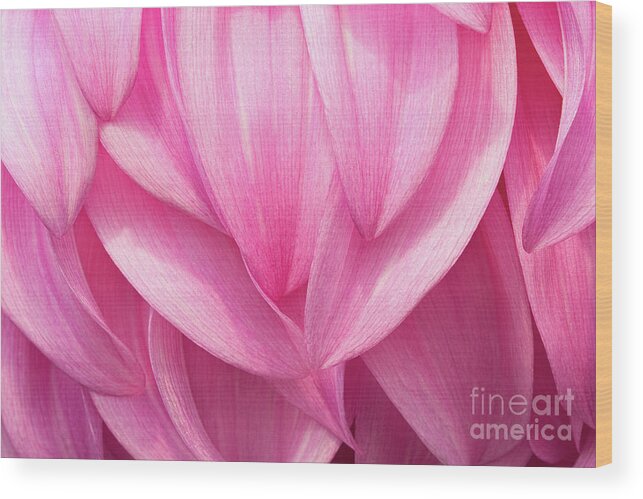 Dahlias Wood Print featuring the photograph Flowing by Marilyn Cornwell