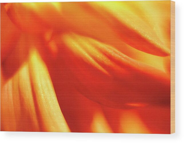 Orange Wood Print featuring the photograph Flowing Petals by Tony Locke