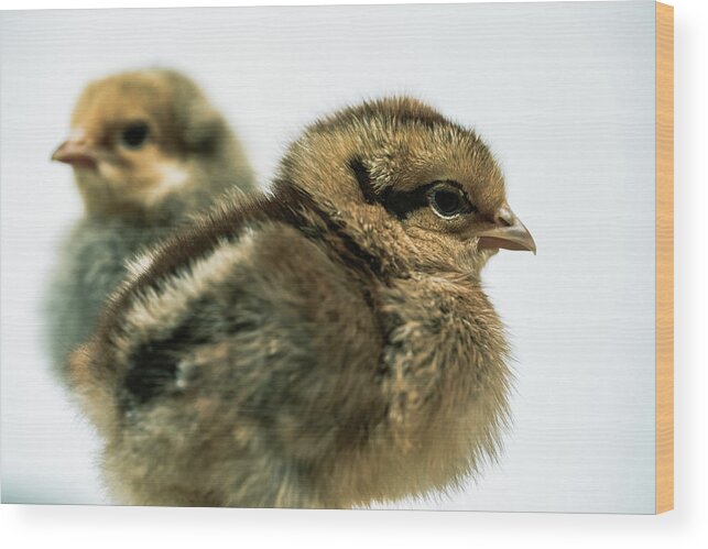 Chicks Wood Print featuring the photograph Fluffy Baby Chicks by Ada Weyland