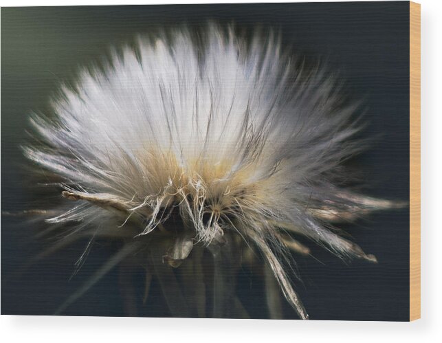 Dandelion Wood Print featuring the photograph Fluffy Dandelion by Carrie Hannigan