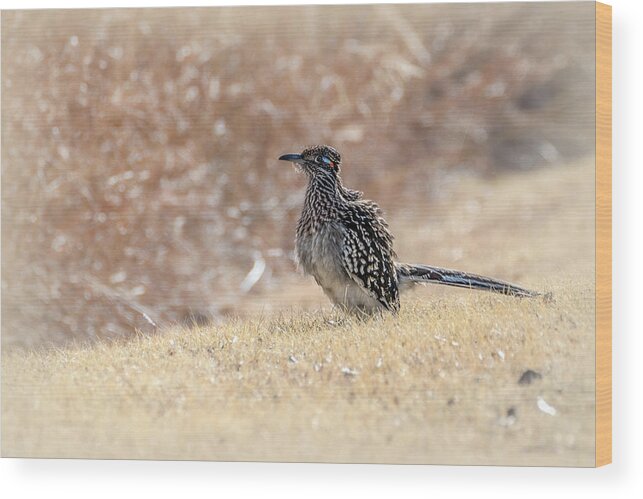 Cuckoos Wood Print featuring the photograph Fluffy Greater Roadrunner by Debra Martz