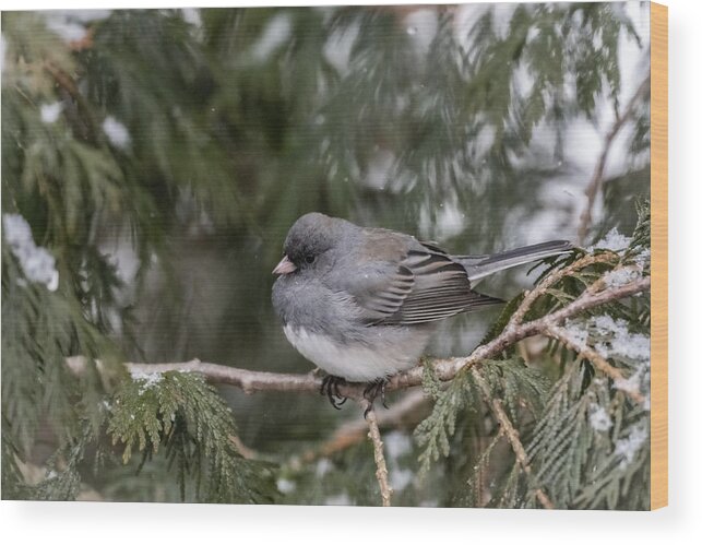 Bird Wood Print featuring the photograph Fluffy Snowbird by Linda Bonaccorsi