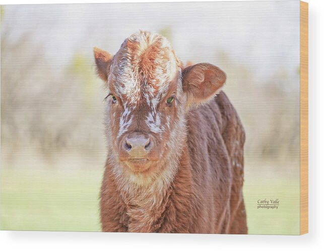 Texas Longhorn Calf Picture Wood Print featuring the photograph Fluffy Texas longhorn calf by Cathy Valle
