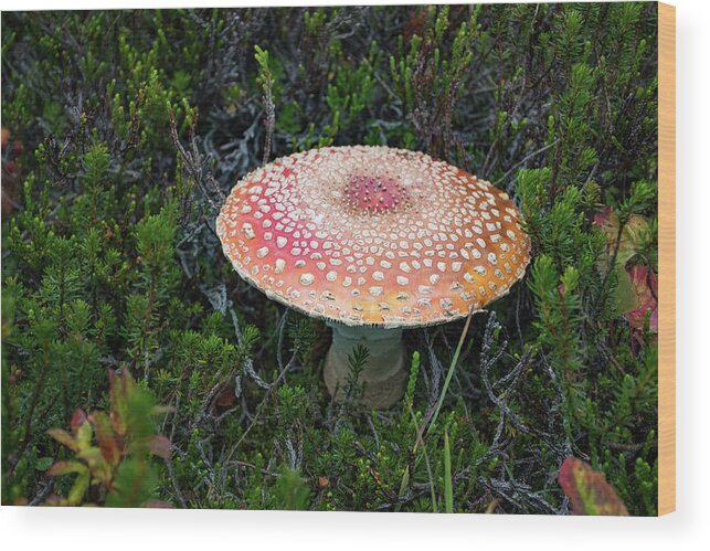 Mushroom Wood Print featuring the photograph Fly Agaric by Joan Septembre