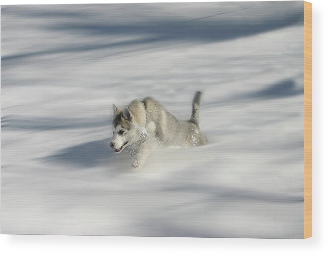 Snow Wood Print featuring the photograph Flying in a Husky Dream by Wayne King