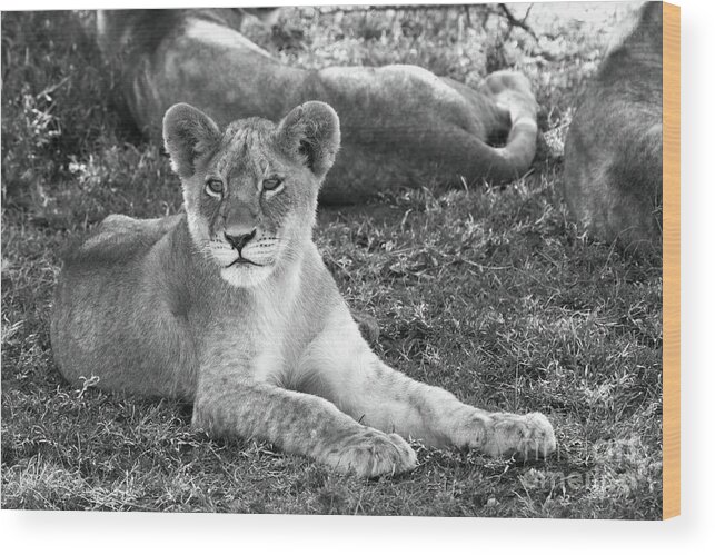 Lion Cub Wood Print featuring the photograph For Elsa the Lion by Chris Scroggins