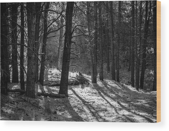 Trees Wood Print featuring the photograph Forest Floor Jemez New Mexico by Mary Lee Dereske