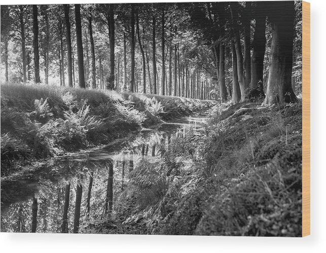 Black&white Wood Print featuring the photograph Forest by MPhotographer