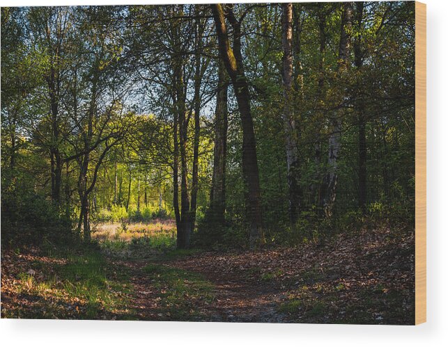 Scenics Wood Print featuring the photograph Forest Path Into The Light by William Mevissen