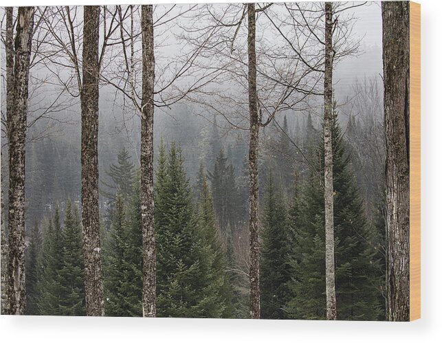 Franconia Wood Print featuring the photograph Forest Through the Trees by Denise Kopko