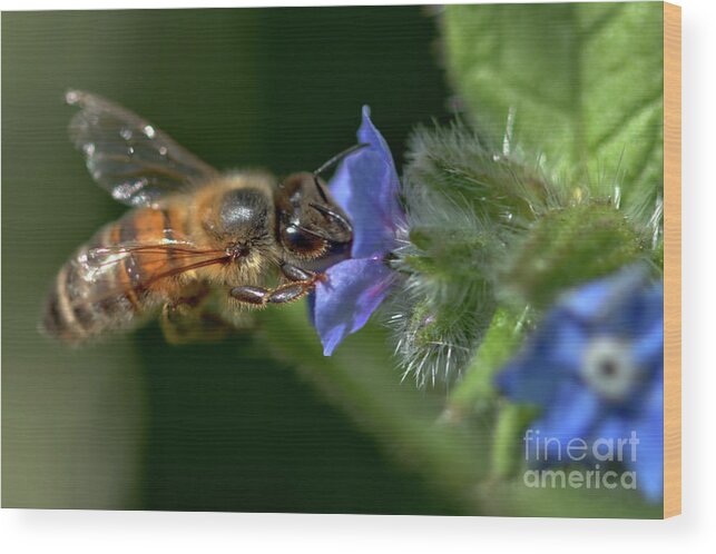 Nature Wood Print featuring the photograph Forget me not feast by Stephen Melia