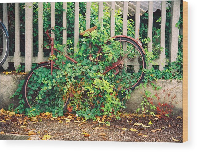 Italy Wood Print featuring the photograph Ivy - Bike by Claude Taylor