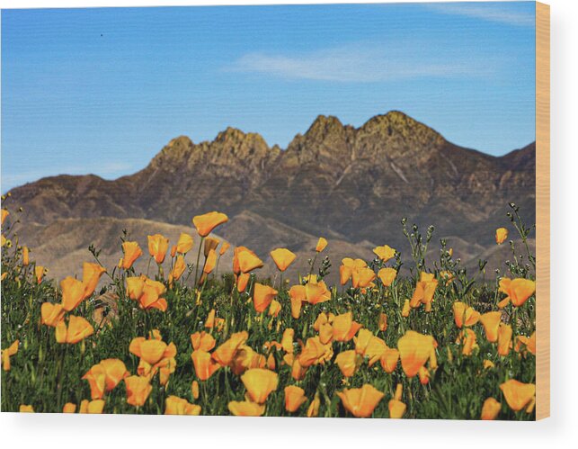 Four Peaks Wood Print featuring the photograph Four Peaks in Spring by Bonny Puckett