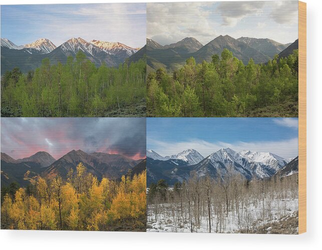 Four Seasons Wood Print featuring the photograph Four Seasons - Sawatch Mountains by Aaron Spong