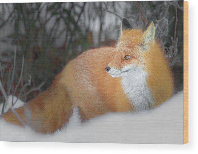 (vulpes Vulpes) Wood Print featuring the photograph Fox in the Woods by James Capo