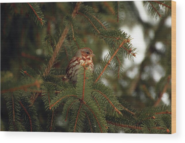 Laurie Lago Rispoli Wood Print featuring the photograph Fox Sparrow in profile by Laurie Lago Rispoli