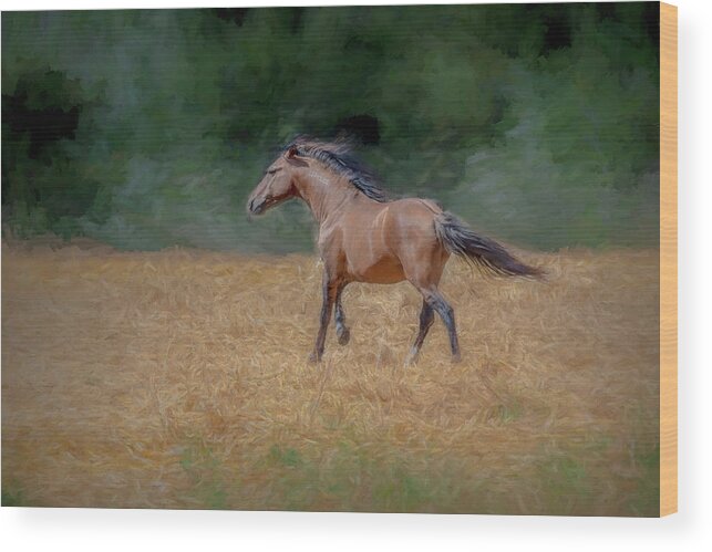 Horse Wood Print featuring the photograph Free roam by Patricia Dennis
