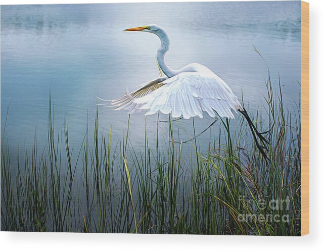 Blue Great Egret Wood Print featuring the photograph Freedom in Flight by Amy Dundon