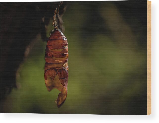 Chrysalis Wood Print featuring the photograph Freedom by Linda Howes