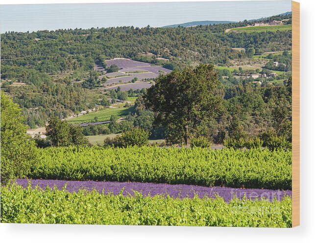 Provence Wood Print featuring the photograph French Lavender Farms in Provence Three by Bob Phillips