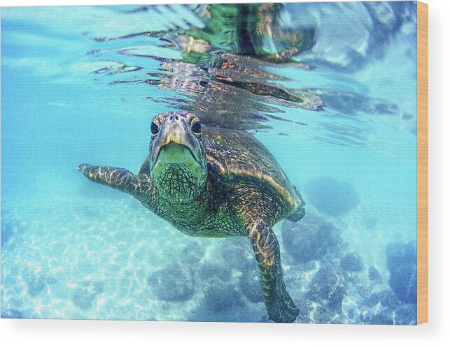 Sea Wood Print featuring the photograph friendly Hawaiian sea turtle by Sean Davey