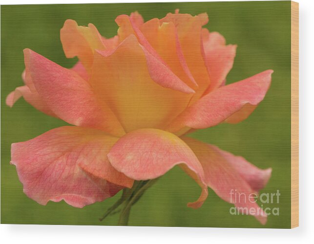 Bloom Wood Print featuring the photograph Friendly Rose by Nancy Gleason