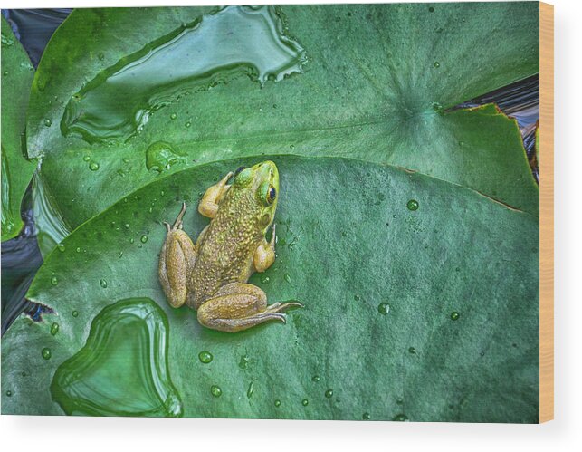 Frog Wood Print featuring the photograph Frog on a Pad by WAZgriffin Digital