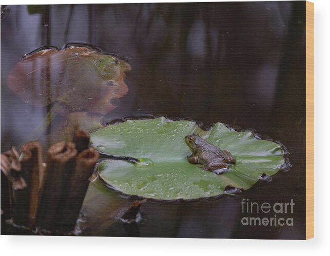 Frog Wood Print featuring the photograph Frog on Lilly Pad by Lorraine Cosgrove