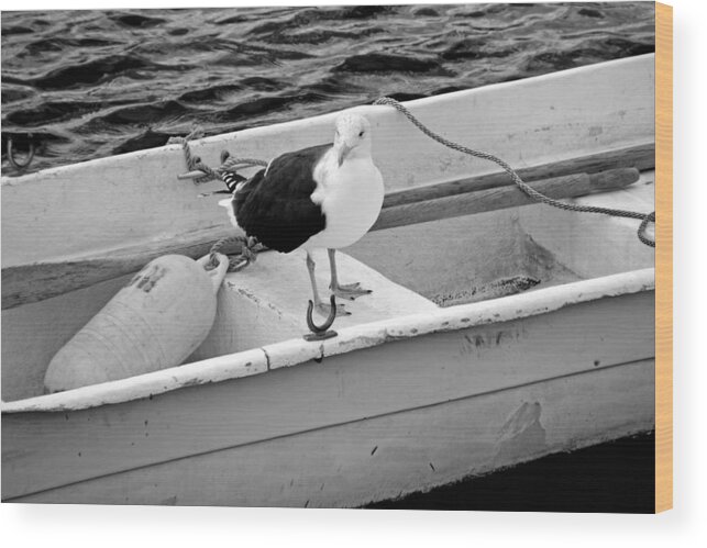 Rockport Wood Print featuring the photograph From Rockport MA A seagull chilling out in a rowboat Black and White by Toby McGuire